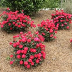 Double Knock Out® Rose -Fast Growing Trees Shop Red knockout rose 4