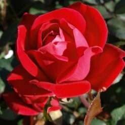 Double Knock Out® Rose -Fast Growing Trees Shop Red knockout rose 7 FGT
