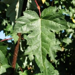 Redpointe® Maple -Fast Growing Trees Shop Redpointe Maple 2