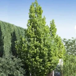 Regal Prince Oak Tree 6 Regal Prince Oak Tree -Fast Growing Trees Shop Regal Prince Oak 1