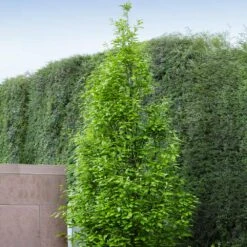 Regal Prince Oak Tree 7 Regal Prince Oak Tree -Fast Growing Trees Shop Regal Prince Oak 3