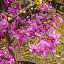 The Rising Sun™ Eastern Redbud Tree 9 The Rising Sun™ Eastern Redbud Tree -Fast Growing Trees Shop Rising Sun Redbud 6