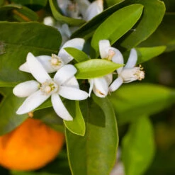 Robertson Navel Orange 8 Robertson Navel Orange -Fast Growing Trees Shop Robertson Navel Orange 1