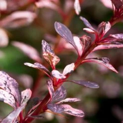 Rose Glow Barberry Shrub -Fast Growing Trees Shop Rose GLow Barberry 1 FGT