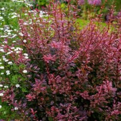Rose Glow Barberry Shrub -Fast Growing Trees Shop Rose GLow Barberry 3 FGT