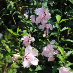 Pink Rose Of Sharon Althea Tree -Fast Growing Trees Shop Rose of Sharon Althea 3 FGT