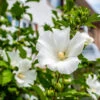 White Rose Of Sharon Althea Tree