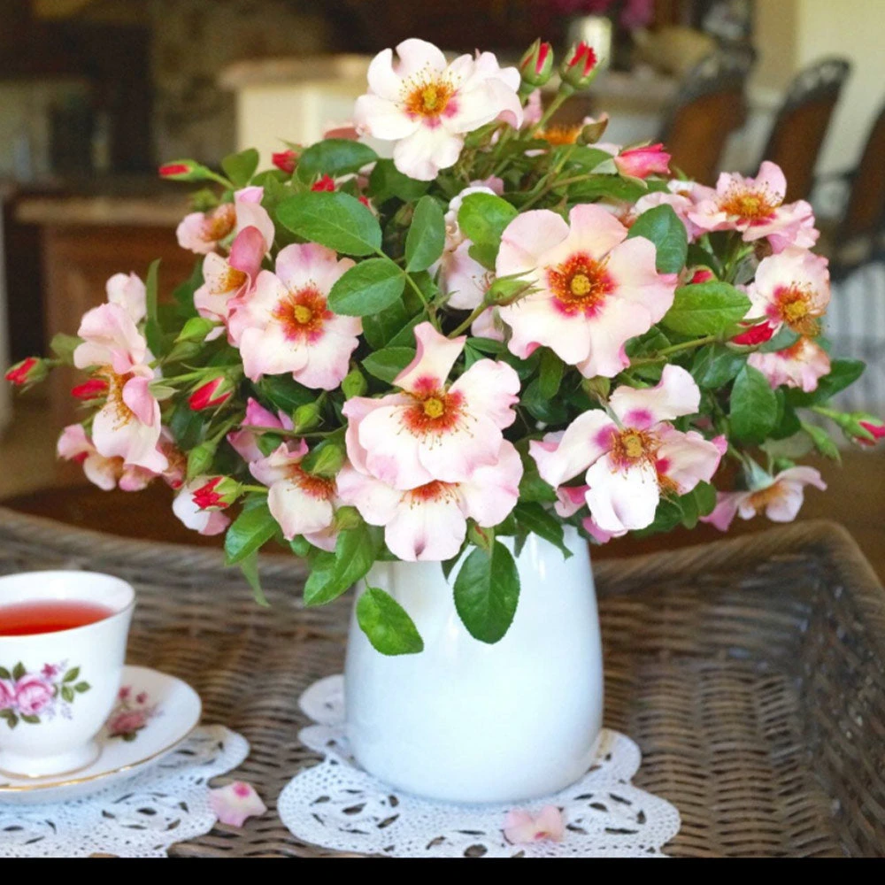 Raspberry Kiss™ Rose Tree 4 Raspberry Kiss™ Rose Tree - Image 4