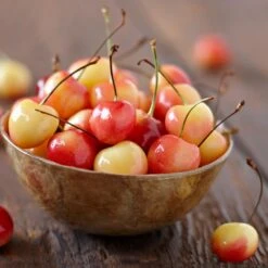 Royal Ann Cherry Tree 6 Royal Ann Cherry Tree -Fast Growing Trees Shop Royal Ann CHerry Tree 1 FGT