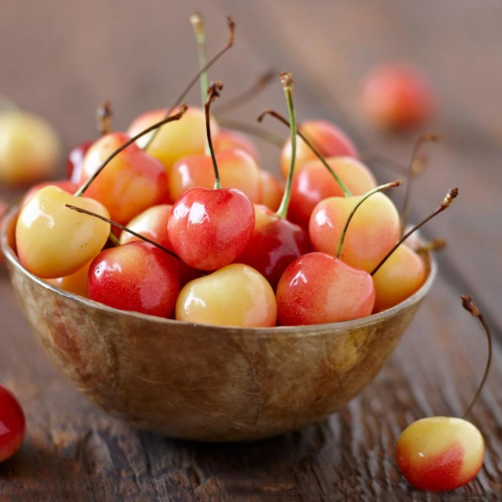 Royal Ann Cherry Tree 3 Royal Ann Cherry Tree - Image 3