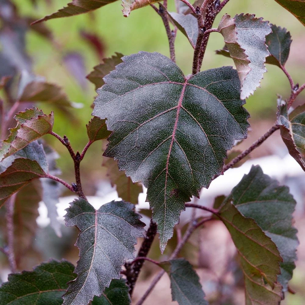 Royal Frost® Birch Tree 3 Royal Frost® Birch Tree - Image 3