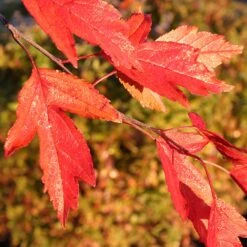 Royal Raindrops® Crabapple Tree -Fast Growing Trees Shop Royal Raindrops Crabapple 4