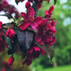 Royalty Crabapple Tree 6 Royalty Crabapple Tree -Fast Growing Trees Shop Royalty Crabapple 3