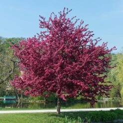 Royalty Crabapple Tree 7 Royalty Crabapple Tree -Fast Growing Trees Shop Royalty Crabapple 5 BB