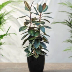 Air-Purifying House Plant Kit 11 Air-Purifying House Plant Kit -Fast Growing Trees Shop Rubber Tree FGT 41d06897 7e64 4438 9d3a fd7a33808734