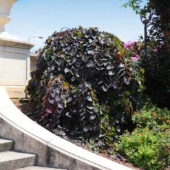 Ruby Falls Redbud Tree -Fast Growing Trees Shop Ruby Falls Redbud 8