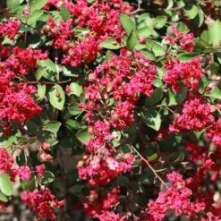 Ruby Prince™ Emerald Empire® Crape Myrtle Tree -Fast Growing Trees Shop Ruby Prince Crape Myrtle 1
