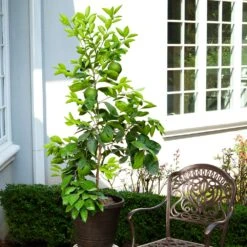 Ruby Red Grapefruit Tree 9 Ruby Red Grapefruit Tree -Fast Growing Trees Shop Ruby Red Grapefruit 8