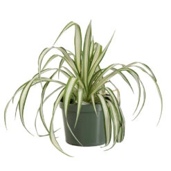 Spider Plant 9 Spider Plant -Fast Growing Trees Shop SPI PLA1