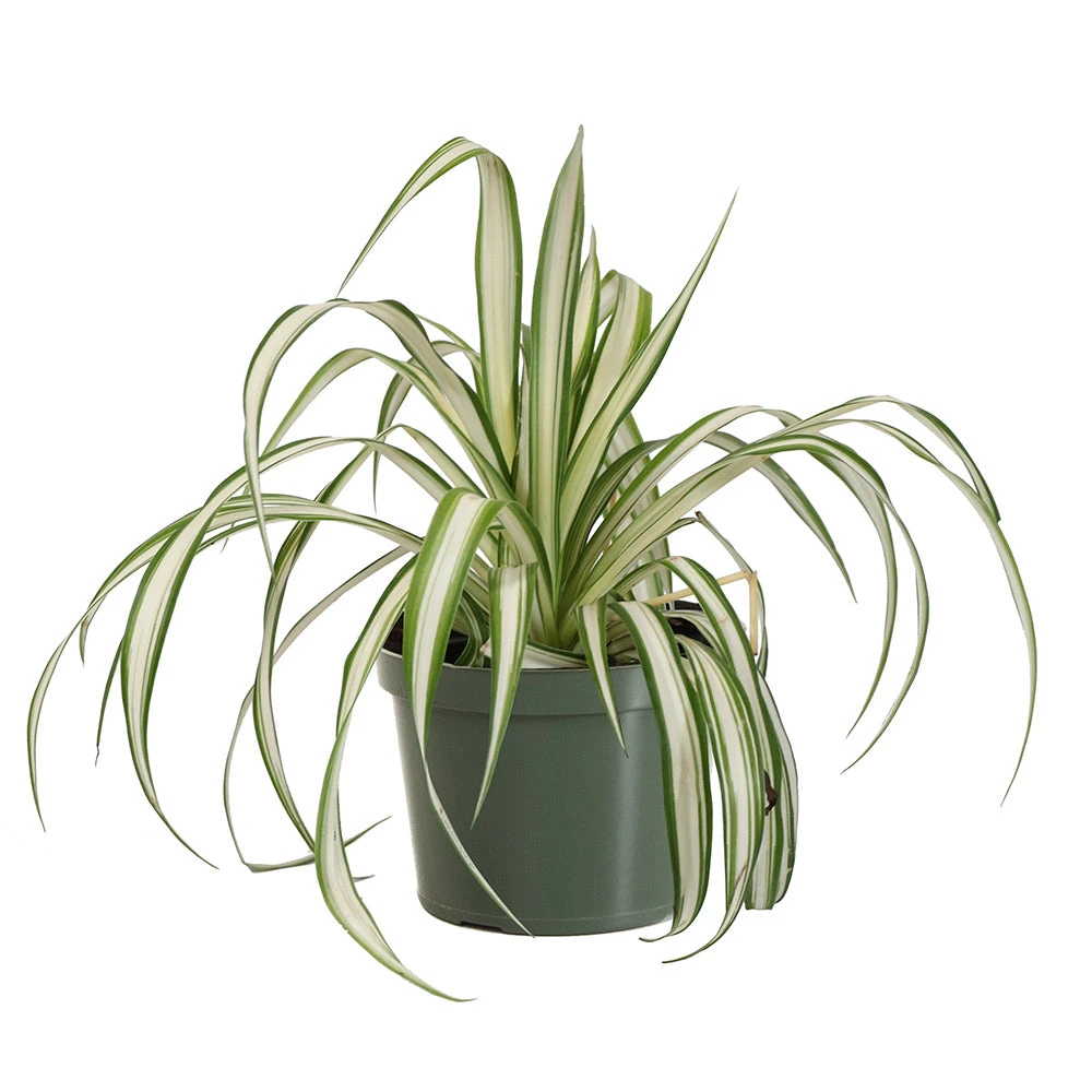 Spider Plant 5 Spider Plant - Image 5
