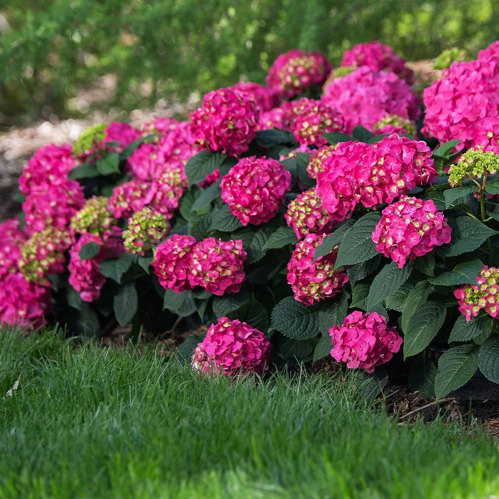 Endless Summer® Summer Crush® Hydrangea 2 Endless Summer® Summer Crush® Hydrangea - Image 2