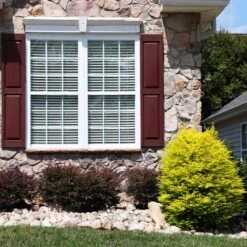 Sunshine Ligustrum Shrub 9 Sunshine Ligustrum Shrub -Fast Growing Trees Shop SUnshine Ligustrum 5