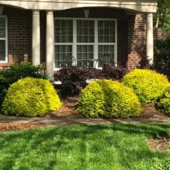 Sunshine Ligustrum Shrub 10 Sunshine Ligustrum Shrub -Fast Growing Trees Shop SUnshine Ligustrum 7 e9be5f8f a606 4495 ac32 d8f61b2e15c7