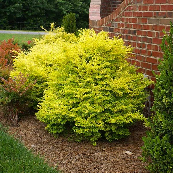 Sunshine Ligustrum Shrub 1 Sunshine Ligustrum Shrub