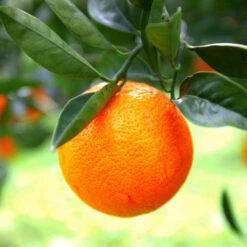 Sanguinelli Blood Orange Tree 8 Sanguinelli Blood Orange Tree -Fast Growing Trees Shop Sanguinelli Blood Orange 7 FGT