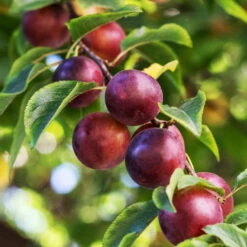 Fast Growing Trees Shop 11 Fast Growing Trees Shop -Fast Growing Trees Shop Satsuma Plum 1