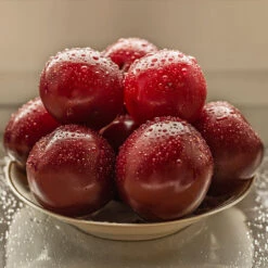 Satsuma Plum Tree -Fast Growing Trees Shop Satsuma Plum 3