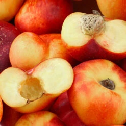 Donut Saturn Peach Tree -Fast Growing Trees Shop Saturn Peach Tree 1 c5562afa 6180 4bc9 93b7 f9f53b5d2cd0