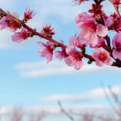 Donut Saturn Peach Tree -Fast Growing Trees Shop Saturn Peach Tree 4 19c82b04 5fc8 4f38 9ffb 3e59ae0ee35b