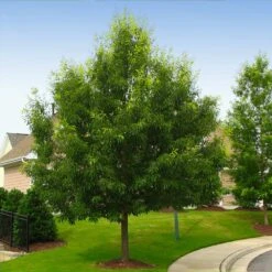 Sawtooth Oak Tree -Fast Growing Trees Shop Sawtooth Oak Tree 2