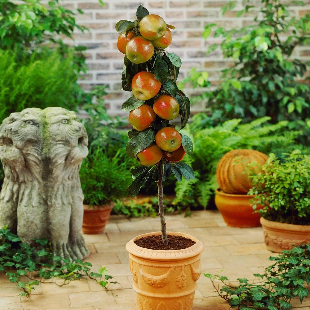 Scarlet Sentinel Columnar Apple Tree 2 Scarlet Sentinel Columnar Apple Tree - Image 2