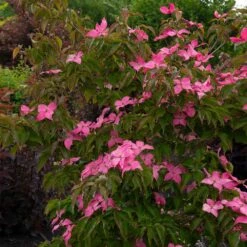 Scarlet Fire® Dogwood Tree -Fast Growing Trees Shop Scarlett Fire 1