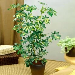 Sunset Hues House Plant Kit -Fast Growing Trees Shop Schefflera Trinette 1 8e92dc51 dc29 482e 9d14 119cf31a7b14