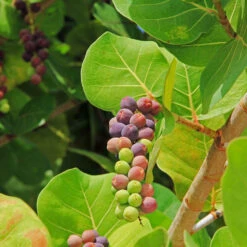 Sea Grape Bush -Fast Growing Trees Shop Sea Gape 2