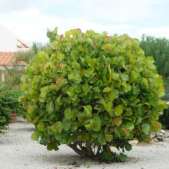 Sea Grape Bush -Fast Growing Trees Shop Sea Gape 7