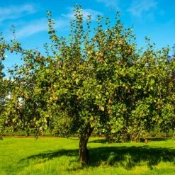 Seckel Pear Tree -Fast Growing Trees Shop Seckel Pear 1