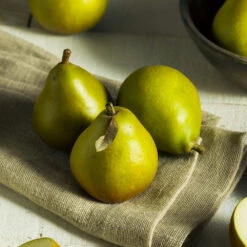 Seckel Pear Tree -Fast Growing Trees Shop Seckel Pear 5