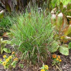 Shenandoah Switch Grass -Fast Growing Trees Shop Shenandoah Switch Grass 4