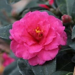 Camellia 'Shi-Shi Gashira' Shrub -Fast Growing Trees Shop ShiSHi Gashira Camellia 3 FGT