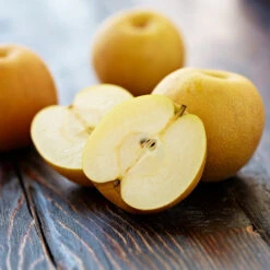 Shinseiki Asian Pear -Fast Growing Trees Shop Shinseiki Asian Pear 5 FGT