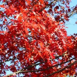 Shumard Oak Tree -Fast Growing Trees Shop Shumard Oak 3