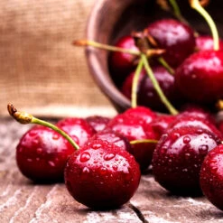 Skeena Cherry Tree -Fast Growing Trees Shop Skeena Cherry 4 FGT