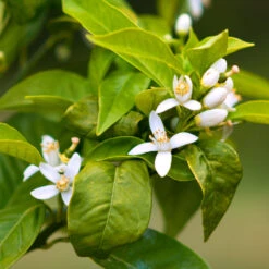 Smith Red Orange -Fast Growing Trees Shop Smith Red Orange 7