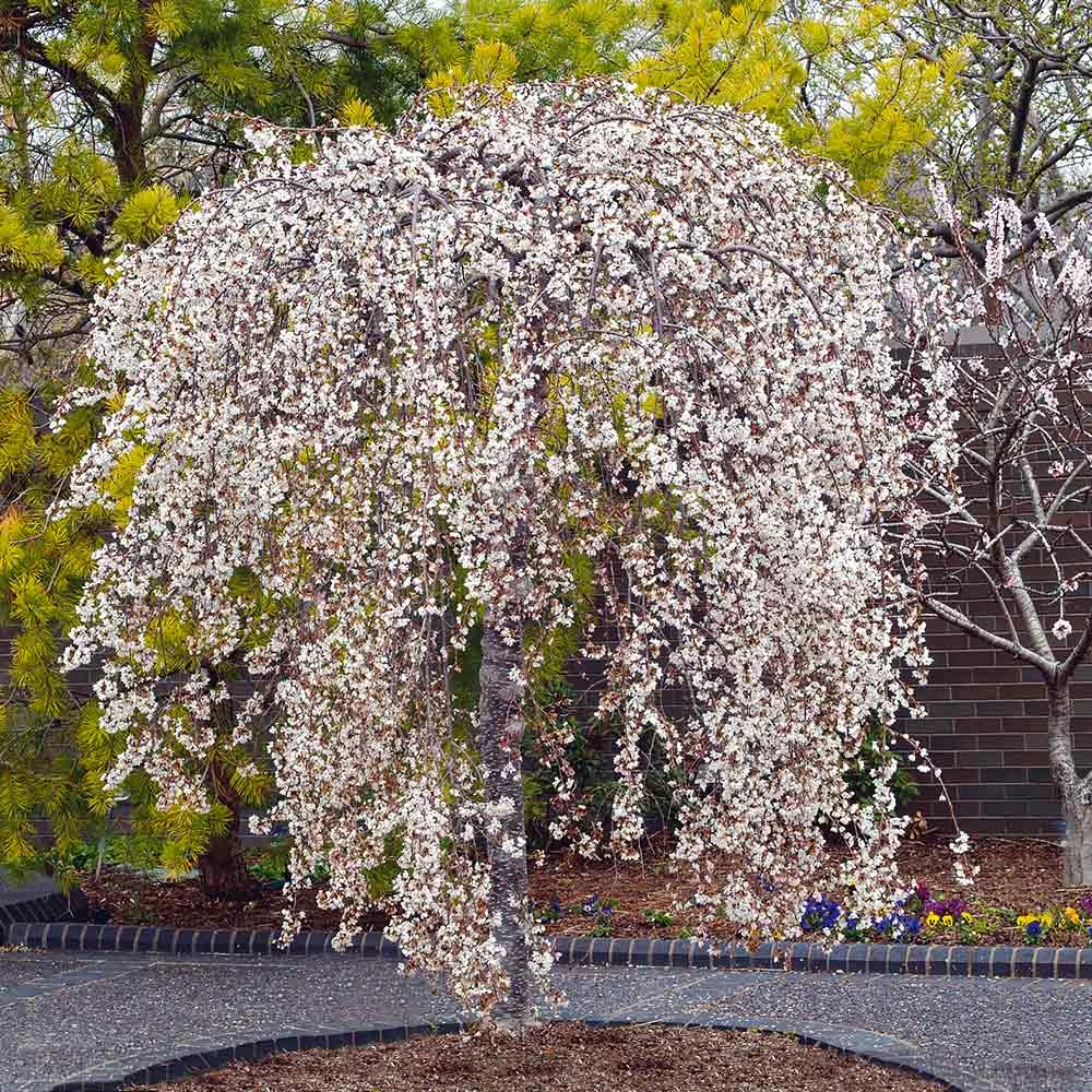 Snow Fountains® Weeping Cherry Tree 2 Snow Fountains® Weeping Cherry Tree - Image 2