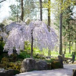 Snow Fountains® Weeping Cherry Tree 9 Snow Fountains® Weeping Cherry Tree -Fast Growing Trees Shop Snow Fountains Weeping Cherry 8