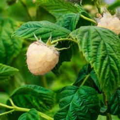 Snowbank White Blackberry Bush -Fast Growing Trees Shop Snowbank Blackberry 1